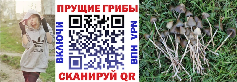 дарк нет клад  Богучар  Галлюциногенные грибы ЛСД 